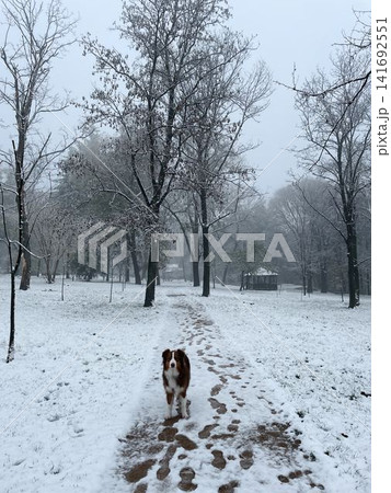 Australian Shepherd walks on a snowy winter path in a foggy park. Scene expresses calm movement, seasonal nature and winter concept 141692551