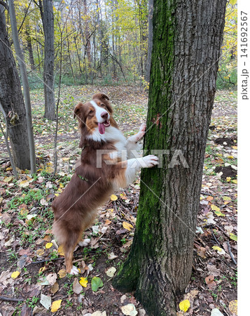 Australian Shepherd standing with paws on a moss-covered tree trunk in the autumn woods. Concept curiosity, play, connection with nature 141692567