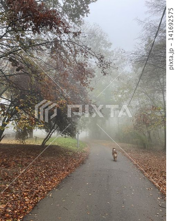 Australian Shepherd walking through a foggy autumn park with soft muted colors. Concept mystery, solitude, calm Australian Shepherd walking through a foggy autumn park with soft muted colors. Concept mystery, solitude, calm 141692575