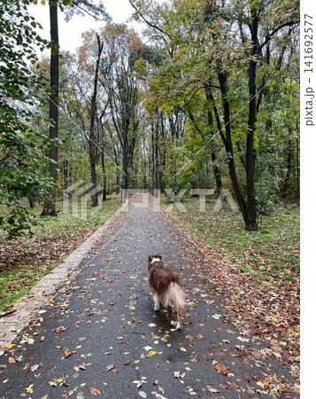 Australian Shepherd walking along a leaf-covered forest path in early autumn. Concept nature, calmness, freedom Australian Shepherd walking along a leaf-covered forest path in early autumn. Concept nature, calmness, freedom 141692577