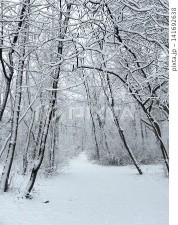 Dense forest with trees covered in fresh snow creating white winter scene. Natural texture and seasonal transformation in cold environment Dense forest with trees covered in fresh snow creating white winter scene. Natural texture and seasonal transformation in cold environment 141692638