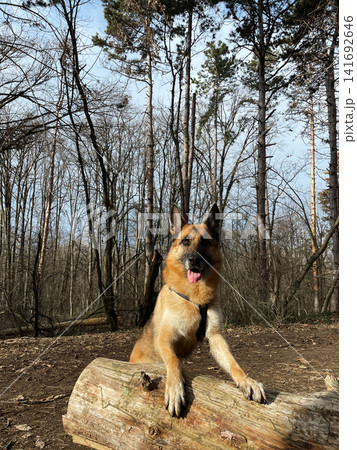 German shepherd dog standing with paws on log in forest. Active training and playful behavior in natural outdoor environment German shepherd dog standing with paws on log in forest. Active training and playful behavior in natural outdoor environment 141692646