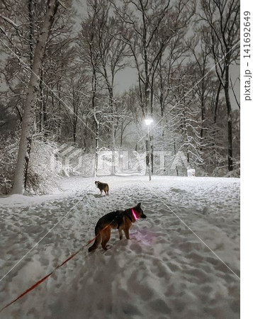 German shepherd dog with glowing collar walking in snowy park at night with australian shepherd ahead. Safety and visibility during winter walk in dark conditions German shepherd dog with glowing collar walking in snowy park at night with australian shepherd ahead. Safety and visibility during winter walk in dark conditions 141692649