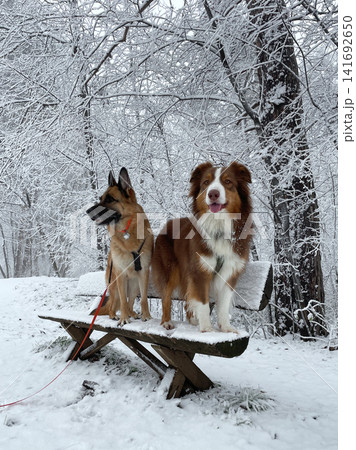 German and Australian shepherd sitting on wooden bench in snowy forest. Balance and training activity for dogs in winter park German and Australian shepherd sitting on wooden bench in snowy forest. Balance and training activity for dogs in winter park 141692650