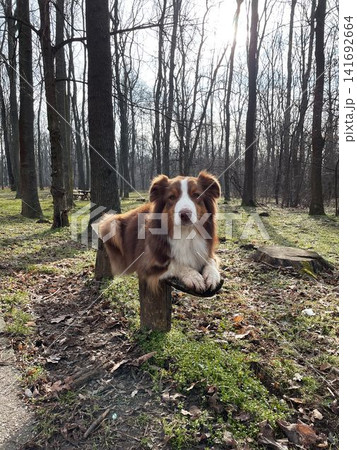 Australian shepherd dog lying on wooden bench in forest park with sunlight, calm pose and relaxed outdoor lifestyle concept Australian shepherd dog lying on wooden bench in forest park with sunlight, calm pose and relaxed outdoor lifestyle concept 141692664