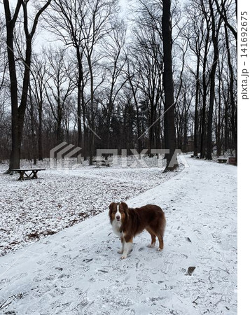 Australian shepherd dog standing on snowy park path in winter forest, calm outdoor scene and seasonal concept 141692675