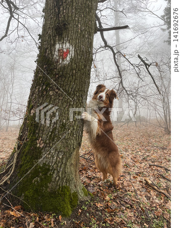 Australian shepherd dog standing on hind legs against tree in foggy forest, mysterious atmosphere and exploration concept 141692676