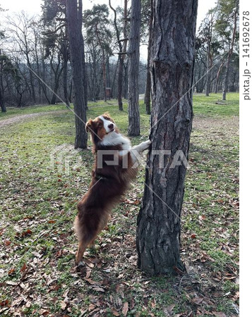 Australian shepherd dog standing on hind legs against tree in forest, playful behavior and training activity concept 141692678