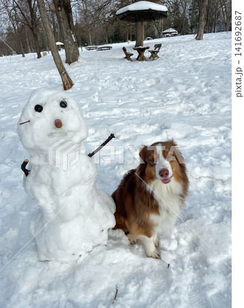 Australian shepherd dog sitting next to snowman in park, winter recreation and playful outdoor concept 141692687