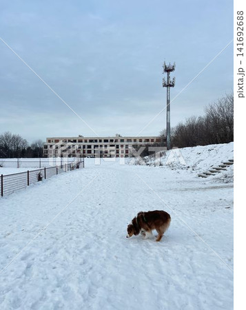 Australian shepherd dog sniffing snow in open area near building and tower, winter urban landscape and exploration concept Australian shepherd dog sniffing snow in open area near building and tower, winter urban landscape and exploration concept 141692688