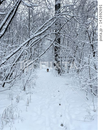 Australian shepherd dog walking through snowy forest trail surrounded by trees, winter nature and exploration concept Australian shepherd dog walking through snowy forest trail surrounded by trees, winter nature and exploration concept 141692691