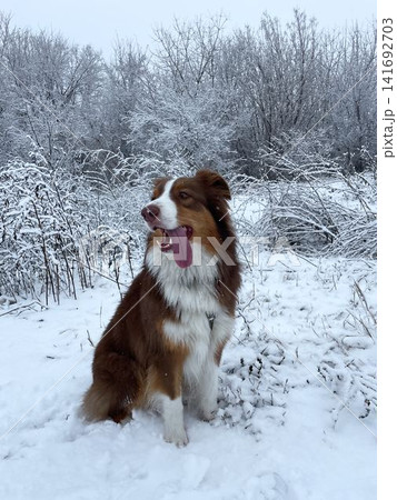 Australian shepherd dog sitting in snowy landscape with tongue out, winter walk and cold weather concept Australian shepherd dog sitting in snowy landscape with tongue out, winter walk and cold weather concept 141692703