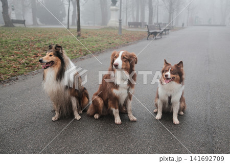 Rough Collie and two Australian Shepherds posing together on a misty park road, creating a calm pet lifestyle and friendship concept in an urban autumn setting Rough Collie and two Australian Shepherds posing together on a misty park road, creating a calm pet lifestyle and friendship concept in an urban autumn setting 141692709