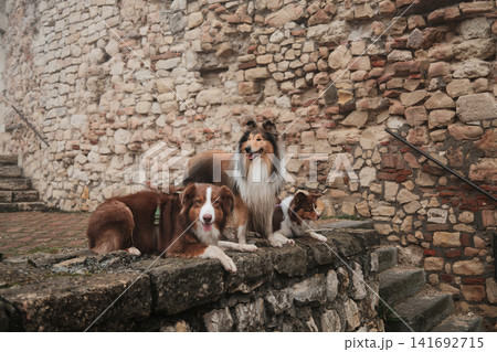 Rough Collie and two Australian Shepherds resting on ancient stone wall of historic fortress in foggy weather, expressing friendship and heritage travel lifestyle concept 141692715