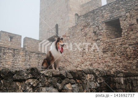 Rough Collie wearing a red bandana sitting on ancient stone fortress walls in misty weather, combining pet lifestyle, heritage architecture and travel exploration theme Rough Collie wearing a red bandana sitting on ancient stone fortress walls in misty weather, combining pet lifestyle, heritage architecture and travel exploration theme 141692737