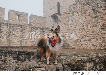 Rough Collie dog wearing a red bandana standing on ancient stone fortress walls in foggy weather, blending pet lifestyle with historical architecture and travel exploration concept Rough Collie dog wearing a red bandana standing on ancient stone fortress walls in foggy weather, blending pet lifestyle with historical architecture and travel exploration concept 141692738