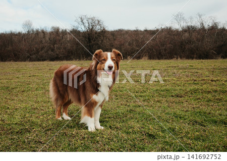 Happy Australian Shepherd red tricolor standing in wide meadow under cloudy sky. Active and friendly herding dog in natural field 141692752