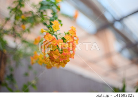 鮮やかなマーマレードブッシュの花房をクローズアップで捉えた春の植物風景 141692825