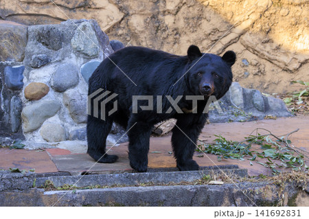 多摩動物公園, ツキノワグマ 141692831