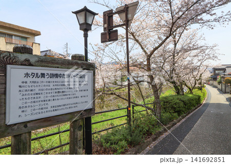 山口市内を流れる桜の名所青空の一の坂川と桜 141692851