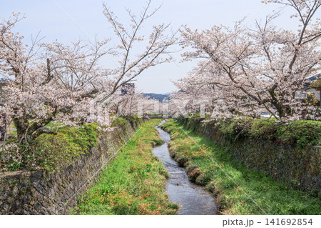 山口市内を流れる桜の名所青空の一の坂川と桜 山口市内を流れる桜の名所青空の一の坂川と桜 141692854