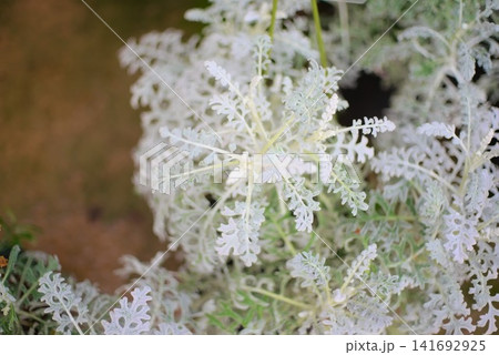 シルバーリーフが美しいシロタエギクをクローズアップで撮影した植物写真 シルバーリーフが美しいシロタエギクをクローズアップで撮影した植物写真 141692925