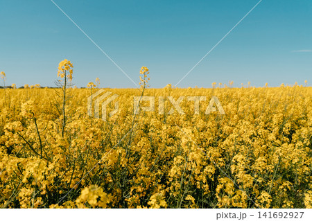 A wide rapeseed field stretches across the horizon beneath a clear spring sky in Vojvodina, Serbia. Rural agriculture, seasonal bloom, open landscape, and crop production A wide rapeseed field stretches across the horizon beneath a clear spring sky in Vojvodina, Serbia. Rural agriculture, seasonal bloom, open landscape, and crop production 141692927