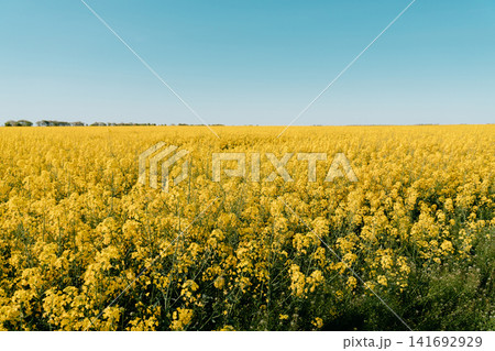 A wide rapeseed field stretches across the horizon beneath a clear spring sky in Vojvodina, Serbia. Rural agriculture, seasonal bloom, open landscape, and crop production A wide rapeseed field stretches across the horizon beneath a clear spring sky in Vojvodina, Serbia. Rural agriculture, seasonal bloom, open landscape, and crop production 141692929