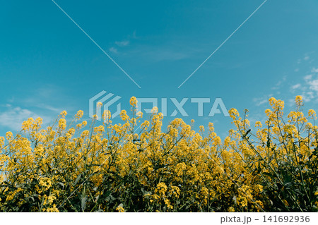 Blooming rapeseed flowers fill a bright yellow field under a clear blue sky in Vojvodina, Serbia. Spring agriculture, rural landscape, seasonal growth, and oilseed farming Blooming rapeseed flowers fill a bright yellow field under a clear blue sky in Vojvodina, Serbia. Spring agriculture, rural landscape, seasonal growth, and oilseed farming 141692936