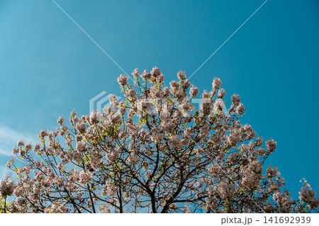 A blooming paulownia tree spreads pale violet flowers under a clear blue spring sky. Seasonal blossom, ornamental nature, renewal, and urban greenery 141692939