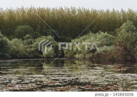 Calm spring wetland reflects dense forest and shrubs in the Belgrade suburb, Serbia. Concept of freshwater habitat, seasonal nature, and peaceful European. Calm spring wetland reflects dense forest and shrubs in the Belgrade suburb, Serbia. Concept of freshwater habitat, seasonal nature, and peaceful European. 141693056