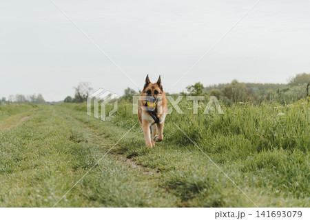 German Shepherd runs along a grassy path carrying a yellow ball in the mouth. Concept of movement, active play, training, and energetic pet lifestyle German Shepherd runs along a grassy path carrying a yellow ball in the mouth. Concept of movement, active play, training, and energetic pet lifestyle 141693079