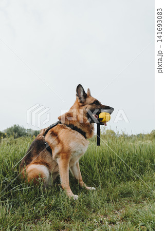 German Shepherd sits in meadow grass holding a yellow ball and watching the distance. Concept of obedience, discipline, outdoor play, and loyal companionship German Shepherd sits in meadow grass holding a yellow ball and watching the distance. Concept of obedience, discipline, outdoor play, and loyal companionship 141693083