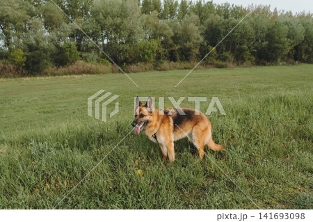 German Shepherd stands in tall green grass near an open meadow with trees in the background. Concept of loyalty, protection, outdoor freedom, and active pet lifestyle German Shepherd stands in tall green grass near an open meadow with trees in the background. Concept of loyalty, protection, outdoor freedom, and active pet lifestyle 141693098
