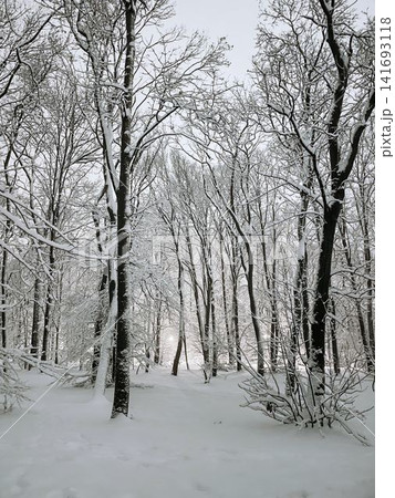 Snow covered forest with soft light glowing through winter trees in evening. Atmospheric landscape showing cold season and peaceful nature scene 141693118