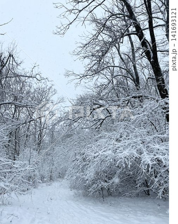 Dense forest with trees covered in fresh snow creating white winter scene. Natural texture and seasonal transformation in cold environment Dense forest with trees covered in fresh snow creating white winter scene. Natural texture and seasonal transformation in cold environment 141693121