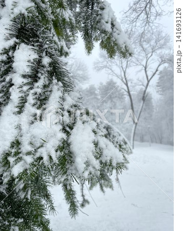 Close view of pine branches covered with fresh snow in winter forest. Detailed natural texture showing cold season and outdoor environment Close view of pine branches covered with fresh snow in winter forest. Detailed natural texture showing cold season and outdoor environment 141693126