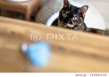 サビ猫 サビ猫 141693139