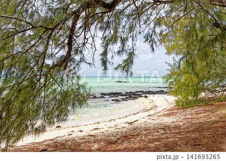 Scenic tropical beach with turquoise lagoon water, dark volcanic rocks, and pine trees at Ile aux Cerfs, Mauritius 141693265