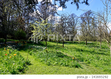 Blooming orchard meadow with yellow tulips and white daffodils in spring at Dyrham Park, England Blooming orchard meadow with yellow tulips and white daffodils in spring at Dyrham Park, England 141693292