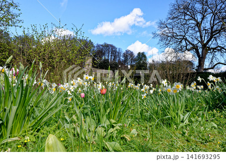 St Peter's Church and the historic grounds of Dyrham Park framed by spring daffodils and tulips in Gloucestershire St Peter's Church and the historic grounds of Dyrham Park framed by spring daffodils and tulips in Gloucestershire 141693295