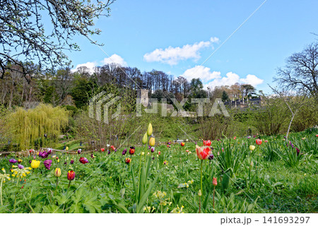 St Peter's Church and the historic grounds of Dyrham Park framed by spring daffodils and tulips in Gloucestershire St Peter's Church and the historic grounds of Dyrham Park framed by spring daffodils and tulips in Gloucestershire 141693297