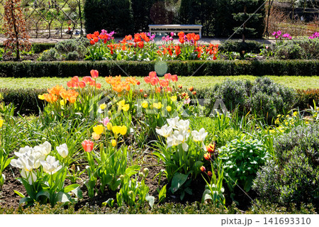 Close-up of vibrant multi-colored spring tulips growing in a formal garden flowerbed at Dyrham Park, England 141693310