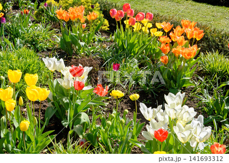 Close-up of vibrant multi-colored spring tulips growing in a formal garden flowerbed at Dyrham Park, England 141693312