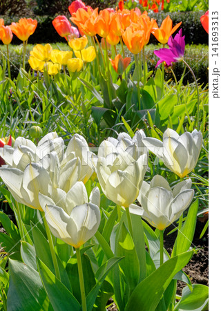 Close-up of vibrant multi-colored spring tulips growing in a formal garden flowerbed at Dyrham Park, England 141693313