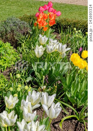Close-up of vibrant multi-colored spring tulips growing in a formal garden flowerbed at Dyrham Park, England Close-up of vibrant multi-colored spring tulips growing in a formal garden flowerbed at Dyrham Park, England 141693314