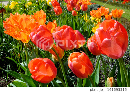 Close-up of bright orange and red tulips blooming in a sunlit formal flowerbed at Dyrham Park, England 141693316