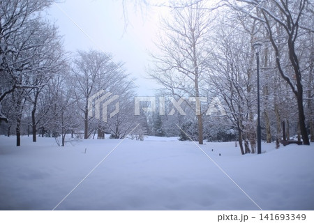 雪化粧した森と冬空が広がる静かな冬の風景 雪化粧した森と冬空が広がる静かな冬の風景 141693349