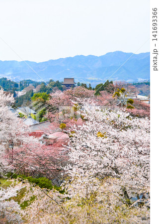 桜越しに望む金峯山寺 桜越しに望む金峯山寺 141693366
