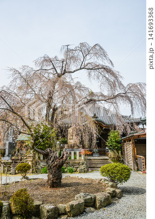 吉野山 櫻本坊の桜 吉野山 櫻本坊の桜 141693368